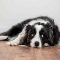 sad and sick dog lying on floor