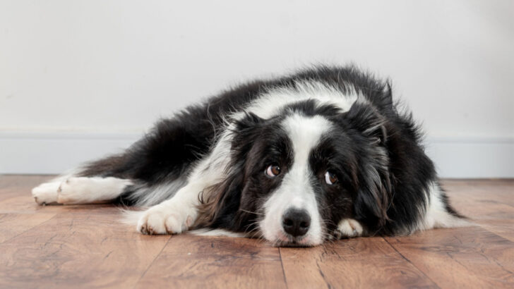 Dog Throwing Up White Foam: Upset Stomach Or Something Else?