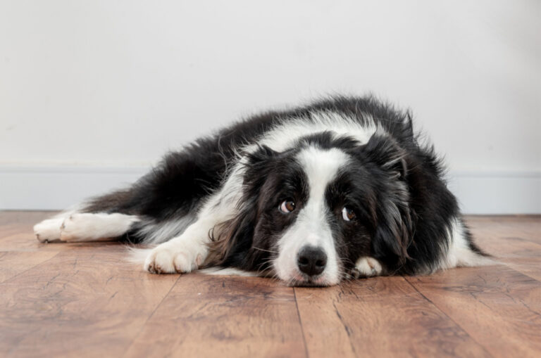 sad and sick dog lying on floor