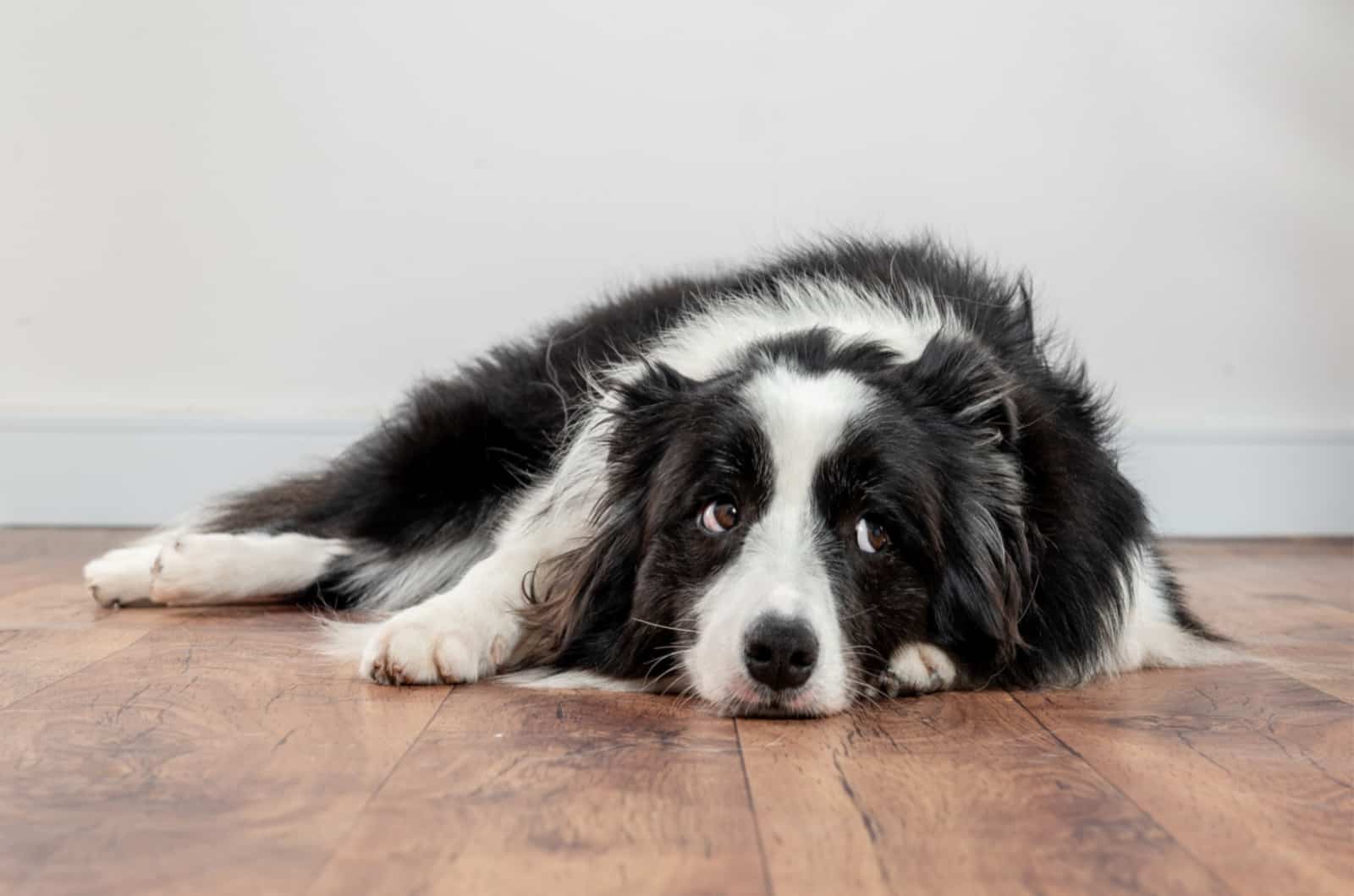 Dog Throwing Up White Foam: Upset Stomach Or Something Else?