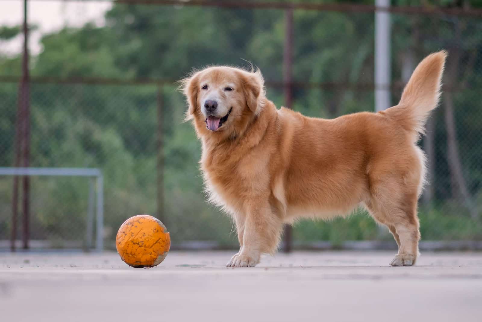 Dog playing with old orange soccer ball