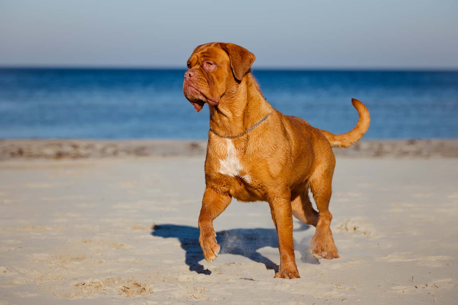 Dogue De Bordeaux is standing on the beach