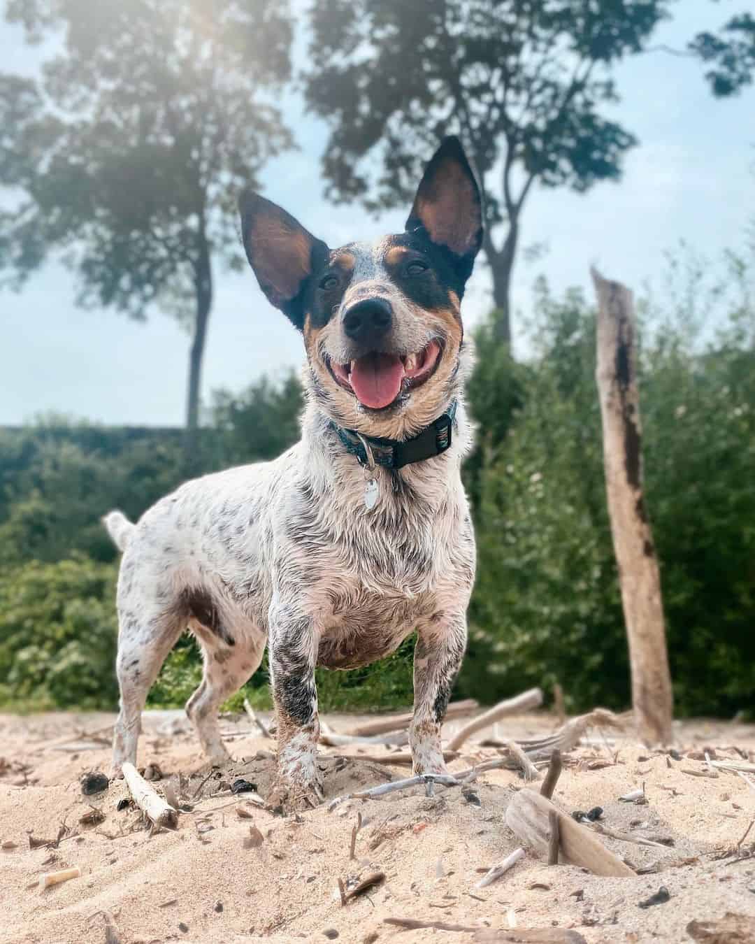 Doxie Heeler