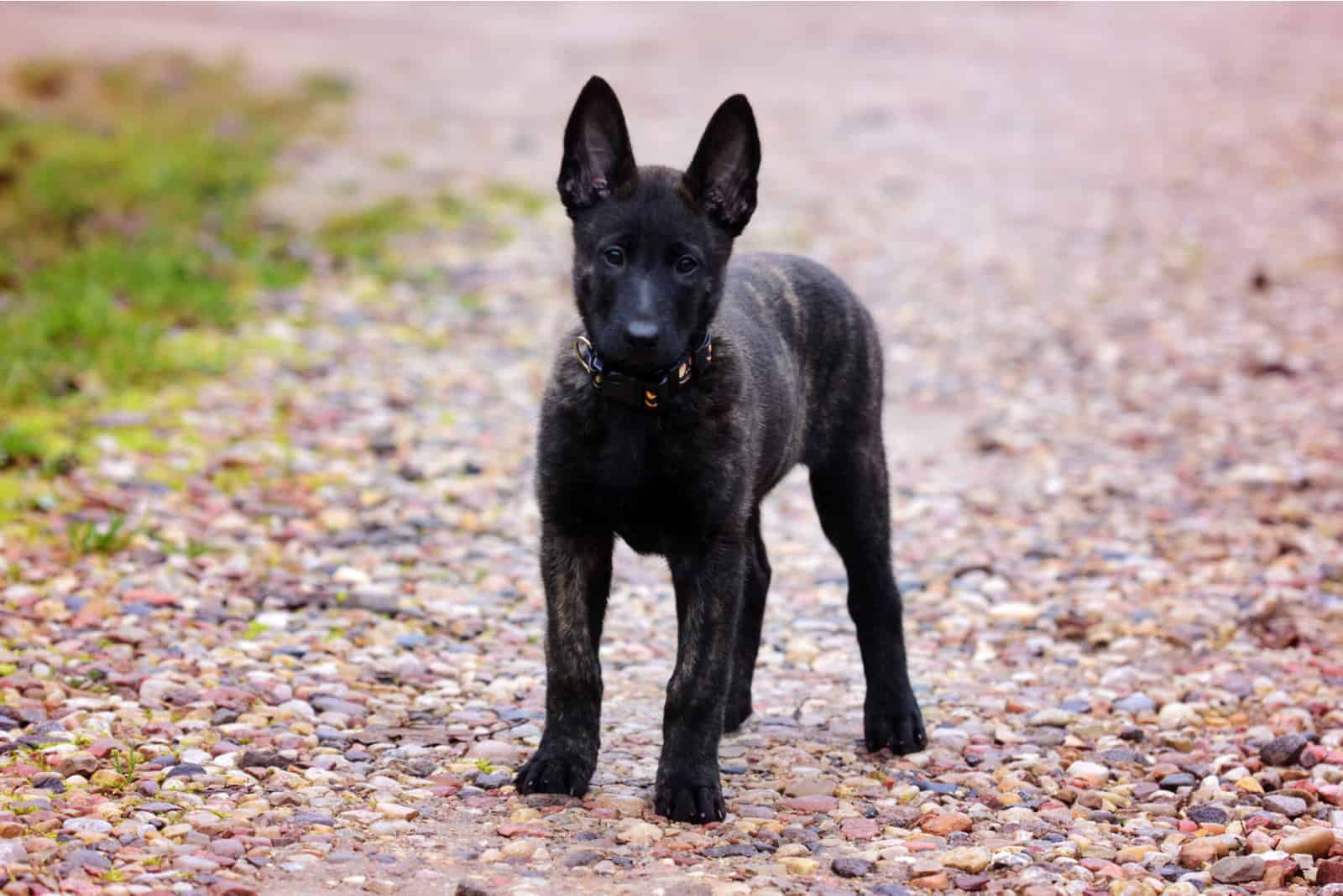 Dutch Shepherd puppy