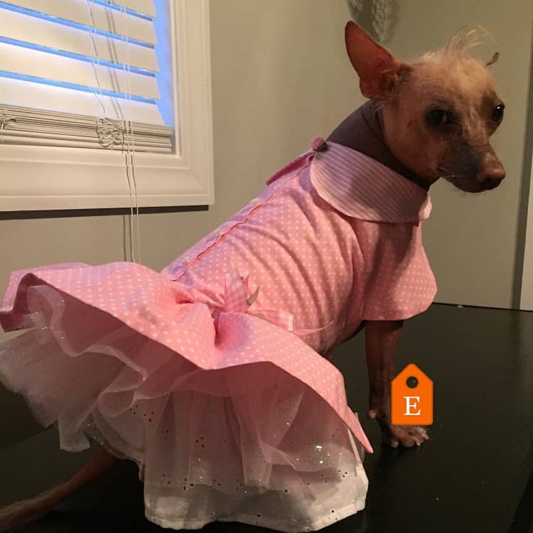 Ecuadorian Hairless Dog