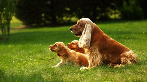 Top 8 English Cocker Spaniel Breeders In The States