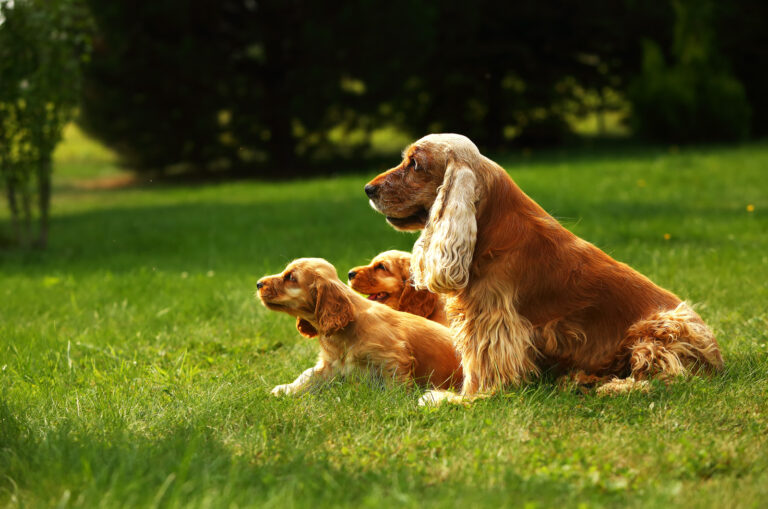 cocker spaniel with puppies