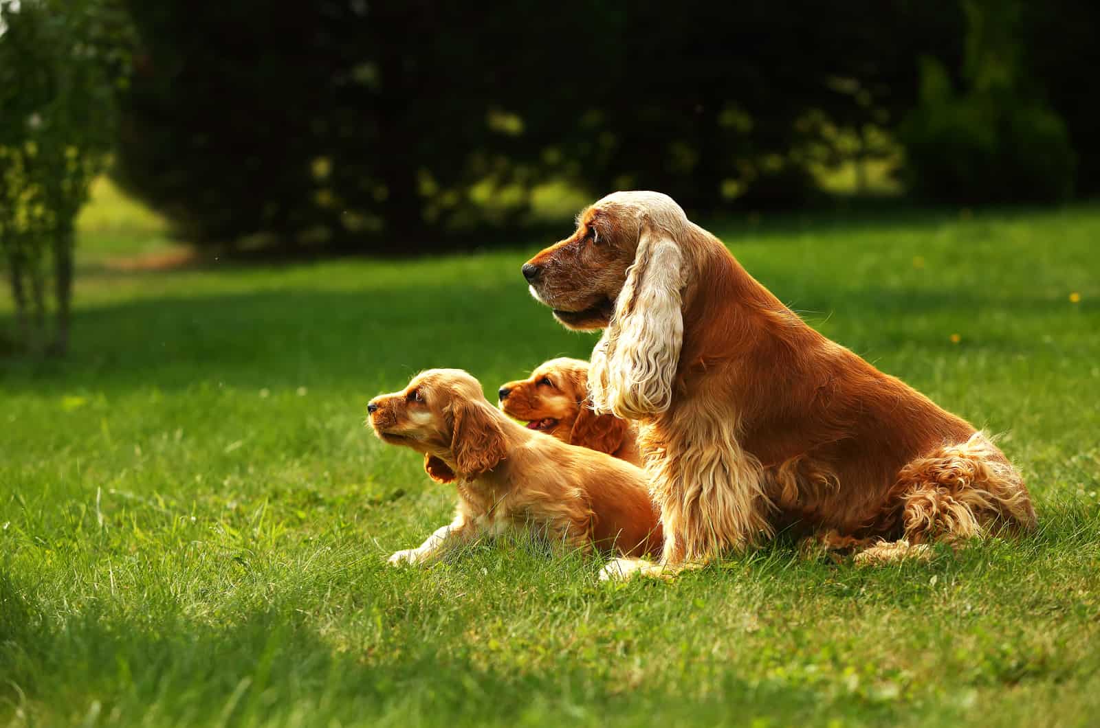 Top 8 English Cocker Spaniel Breeders In The States