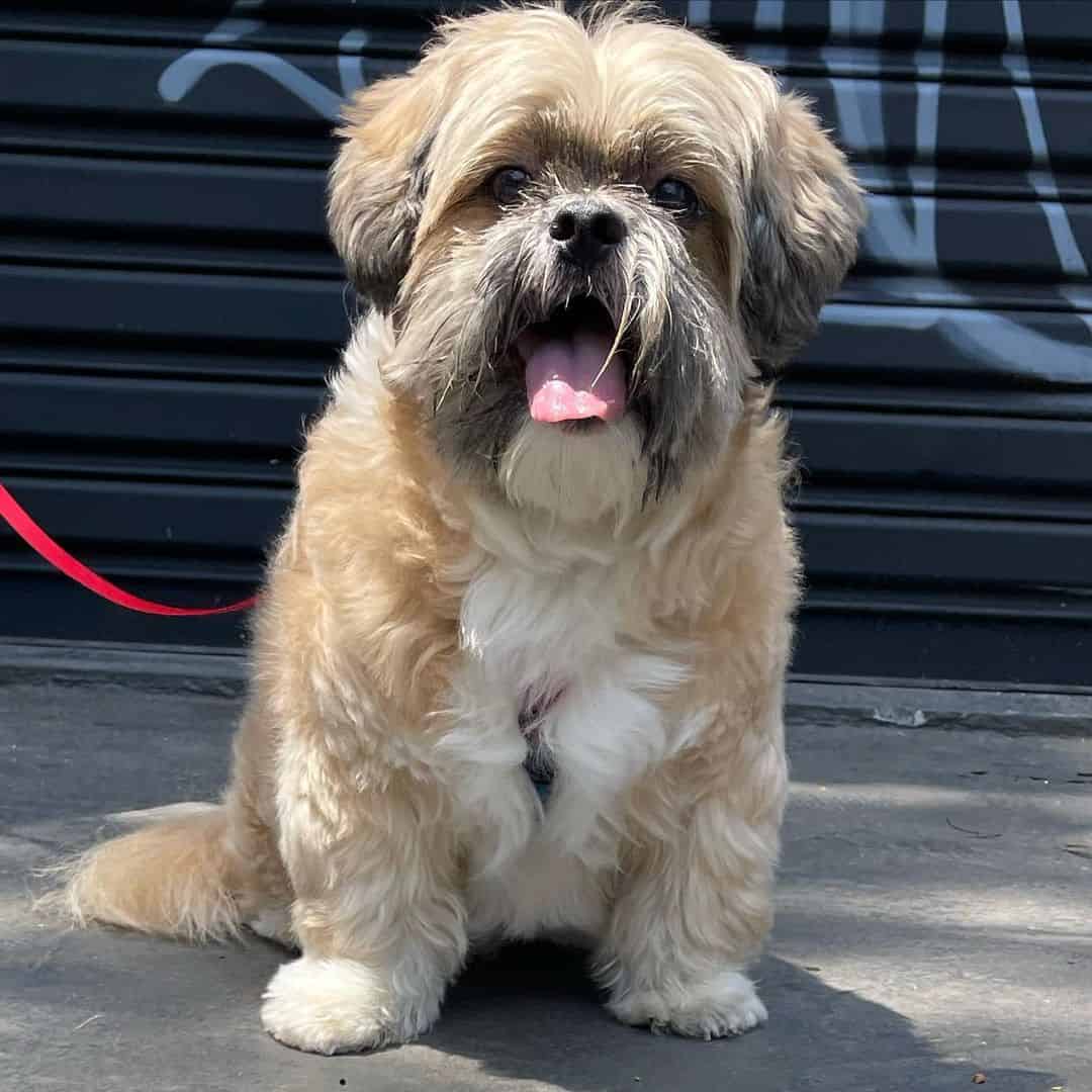 English Lhasa Bull sits and looks at the camera