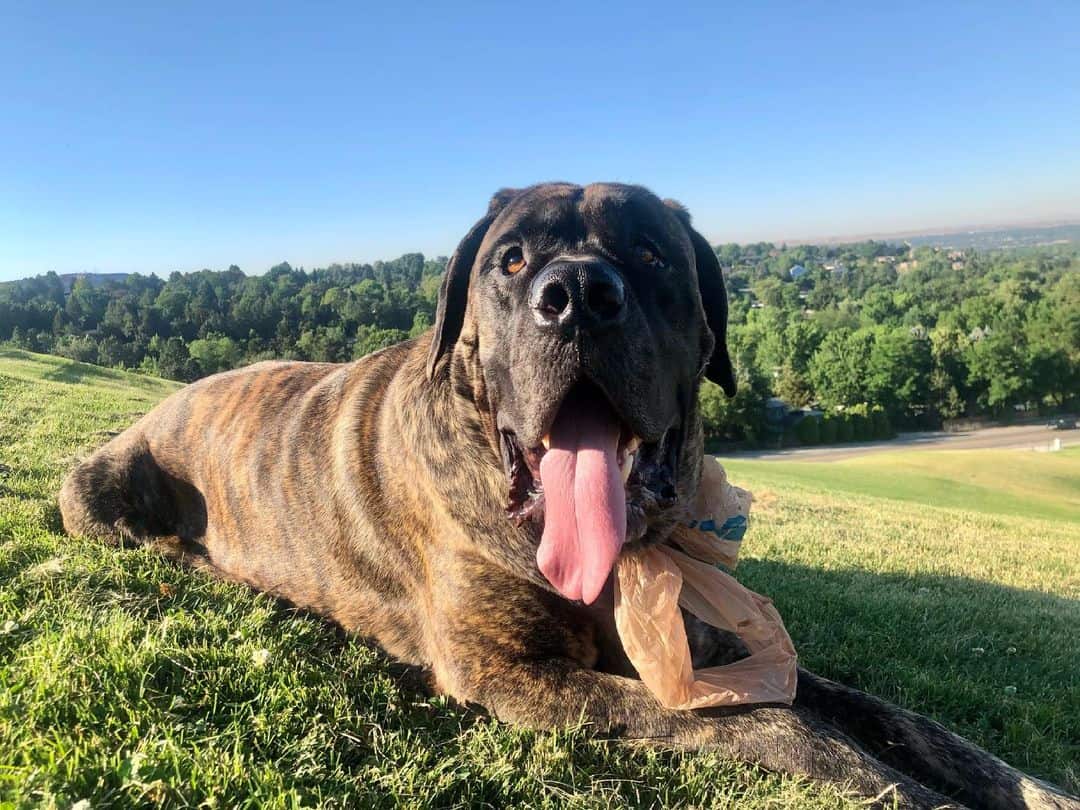 English Mastiff