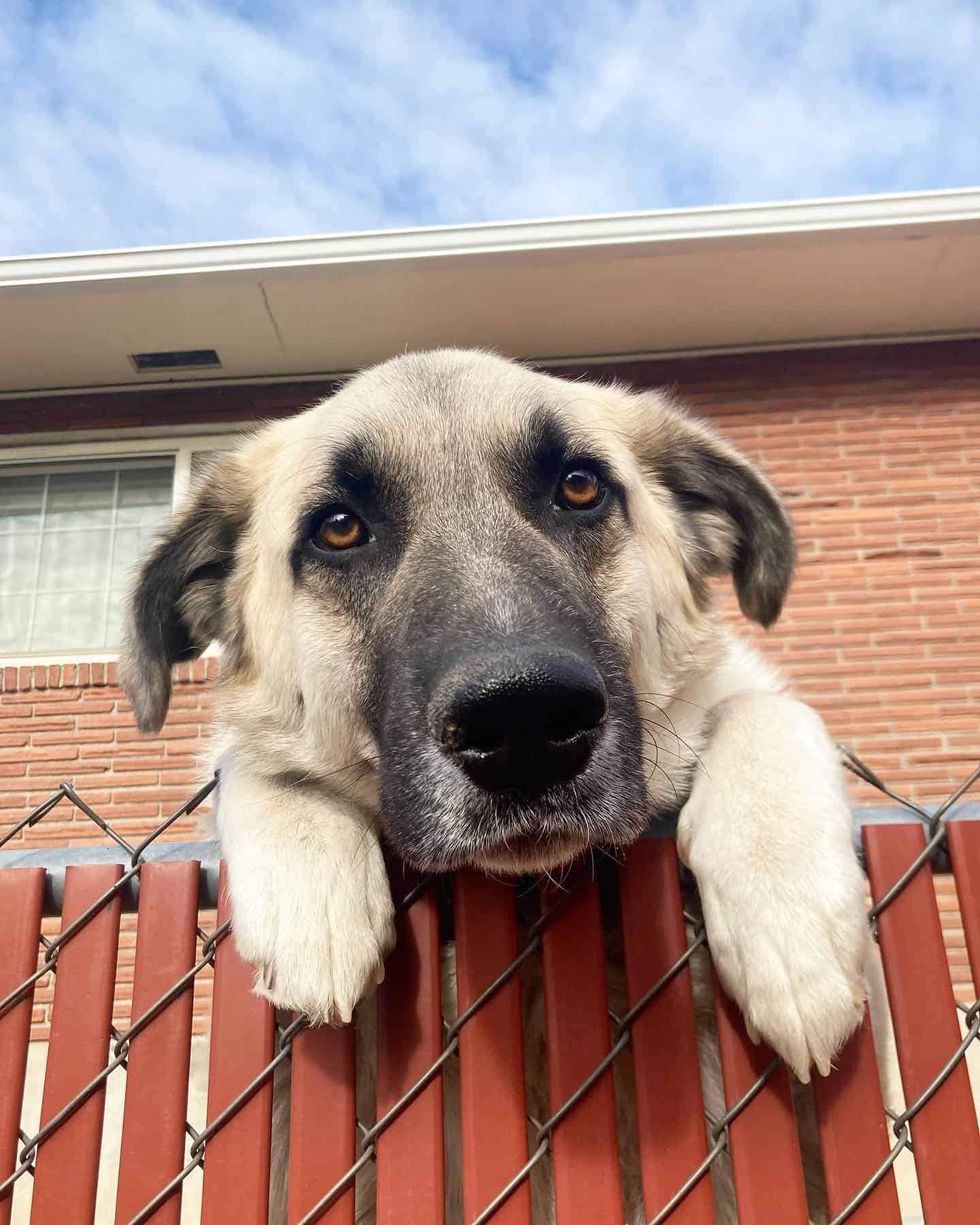 English Mastiff and Anatolian Shepherd mix dog