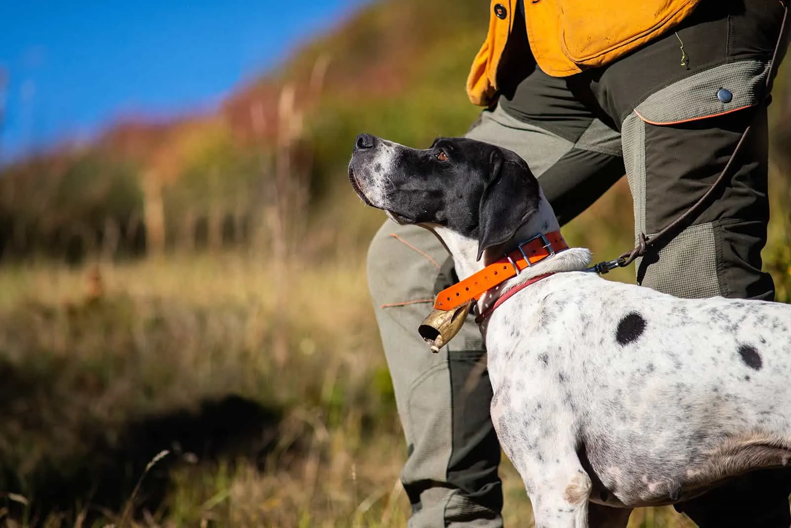 Black and white english pointer and hunter in the mountains