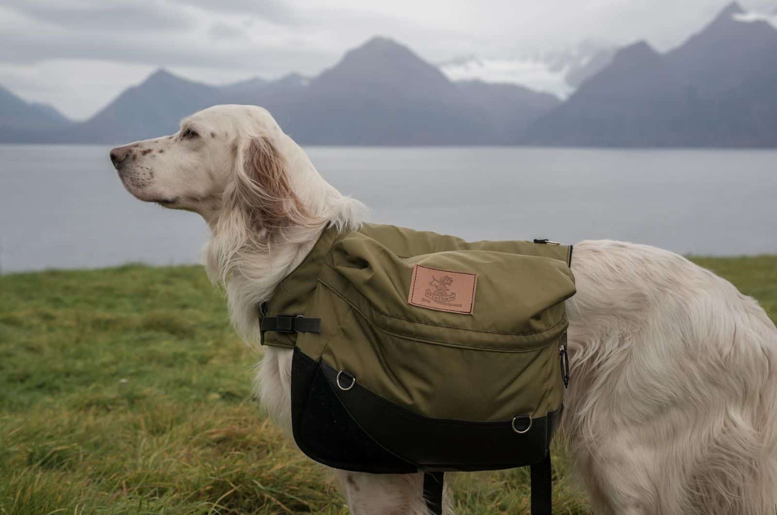 English Setter