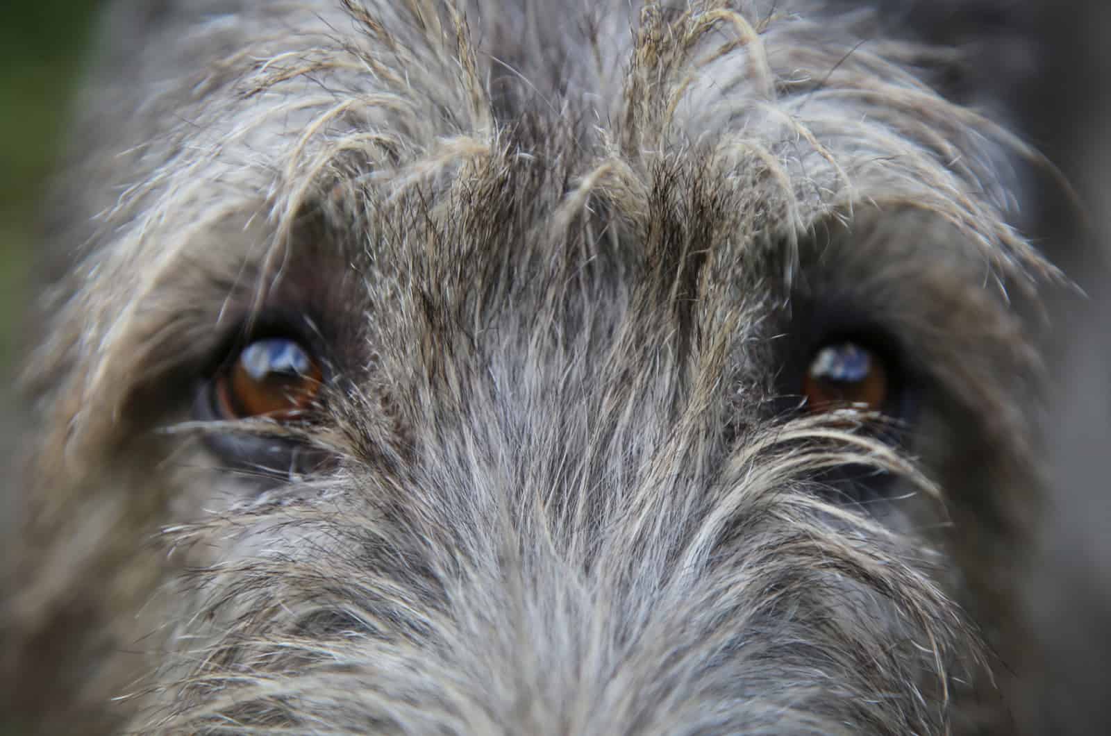 Eyes of a dog of the Irish Wolfhound