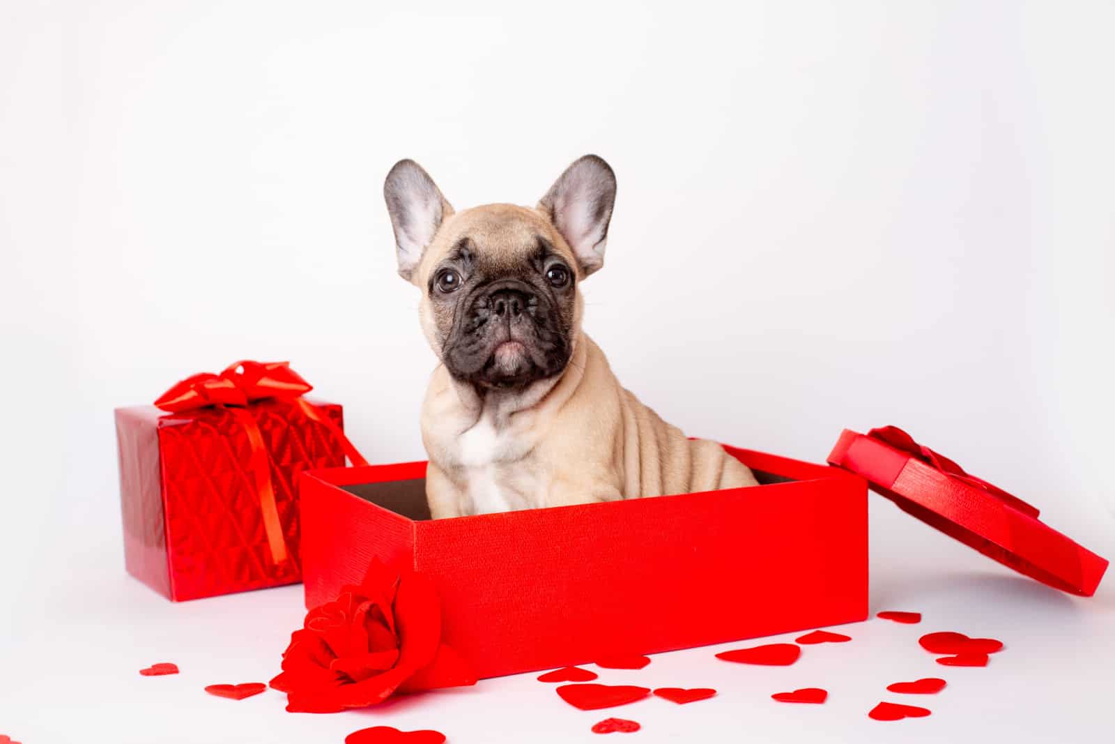 Fawn And White French Bulldog