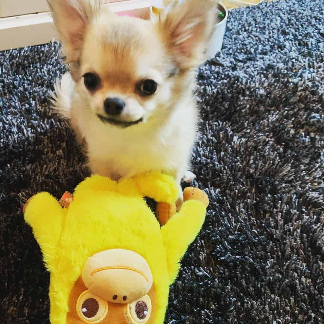 Fawn Chihuahua sitting on the carpet