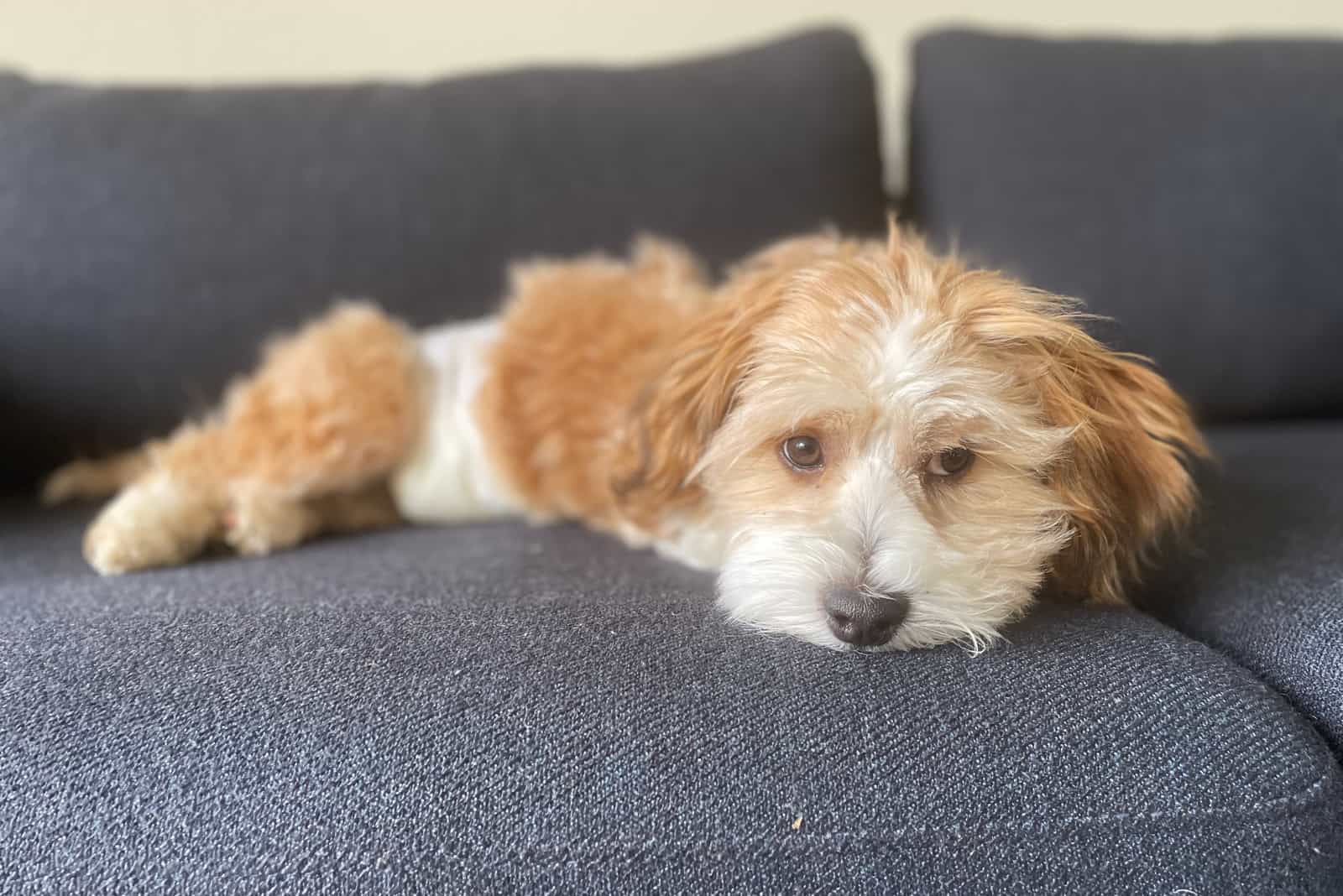 Fawn Havanese