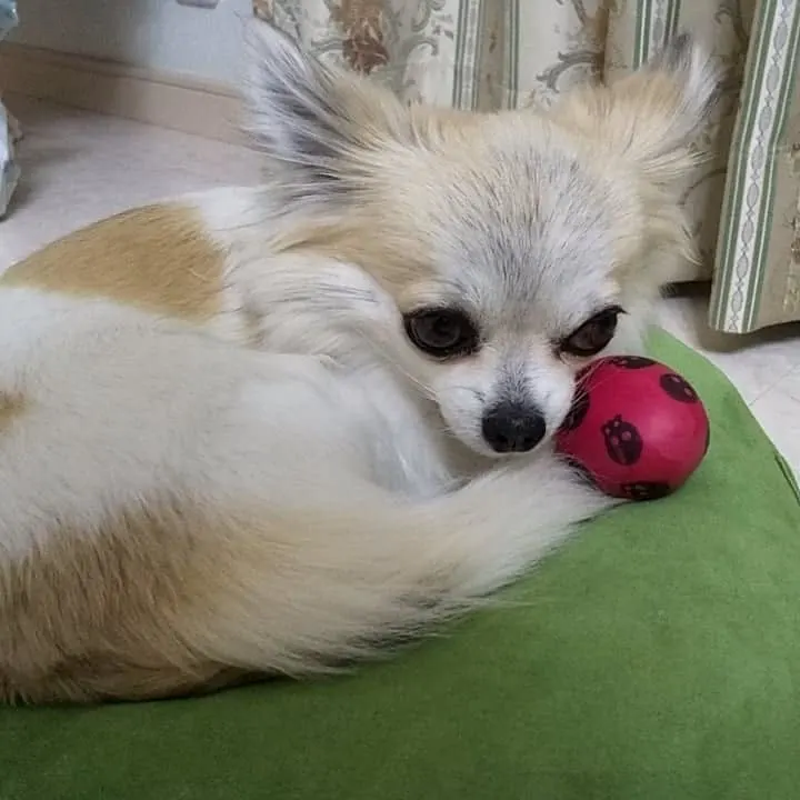 Fawn White Chihuahua is lying on a pillow