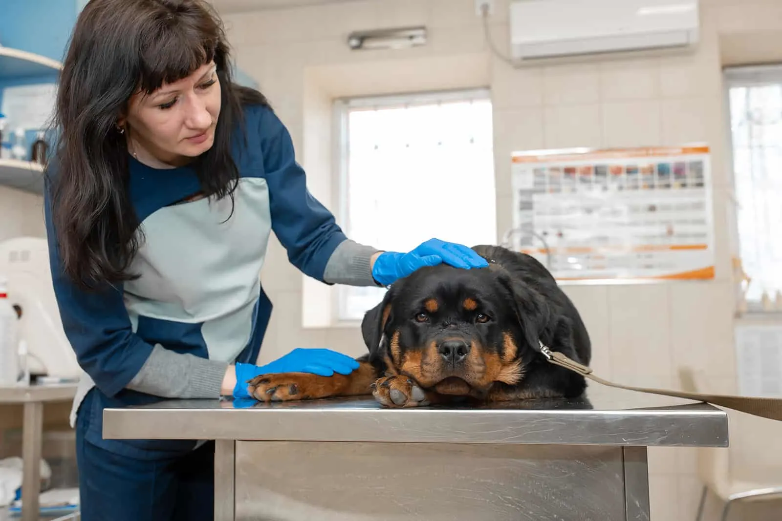 Female vet preparing to exam rottweiler dog lying on metal table