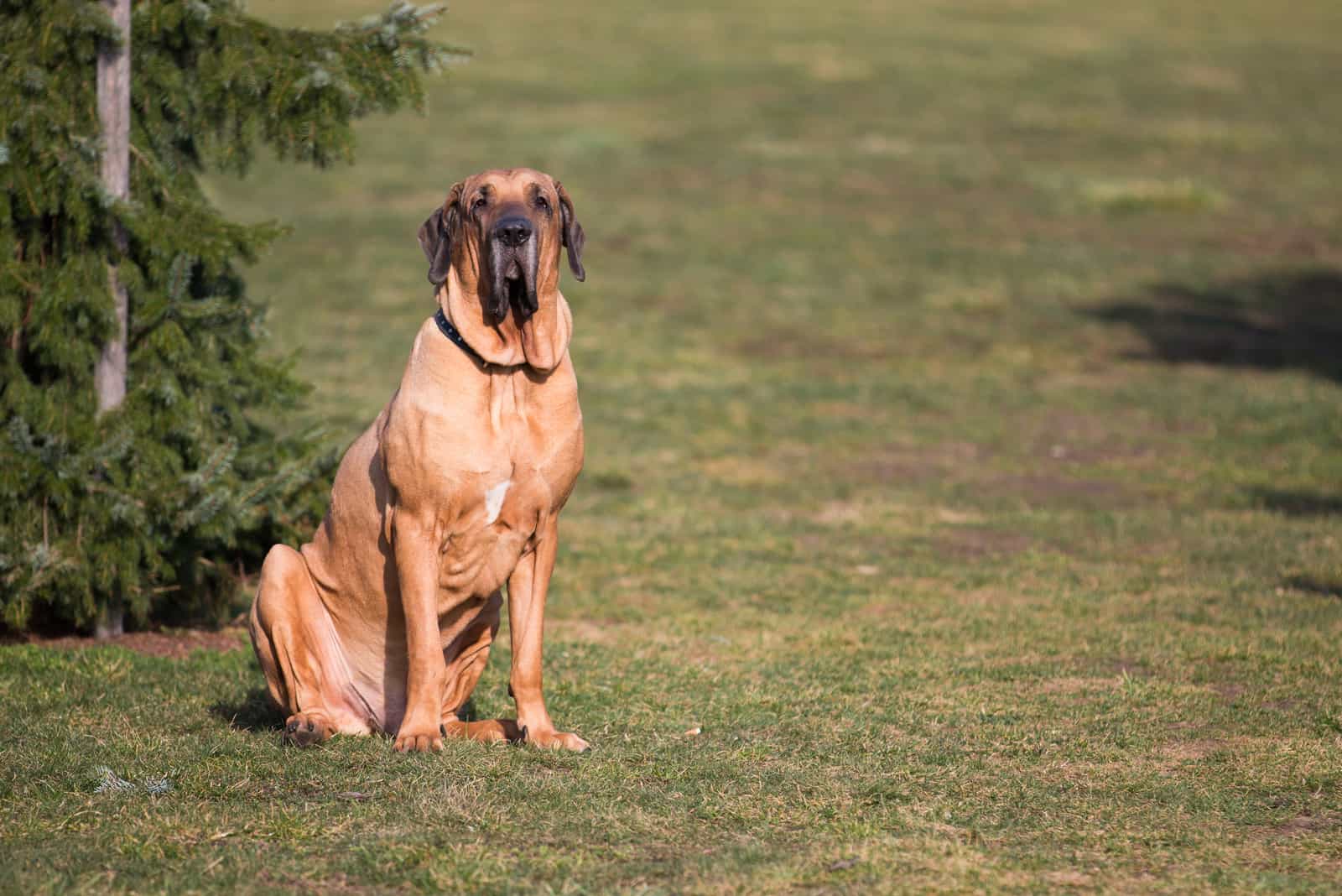 Fila Brasileiro sits on the grass