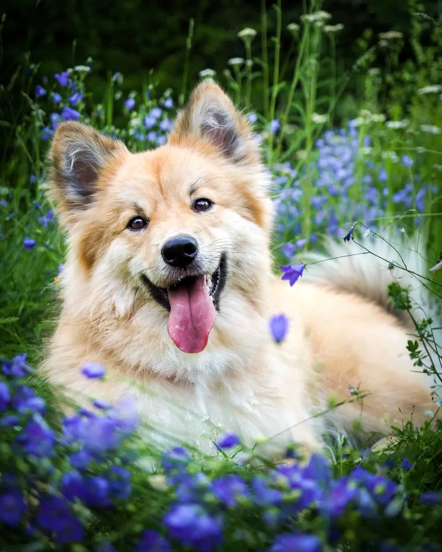 Finnish Lapphund dog in flower field