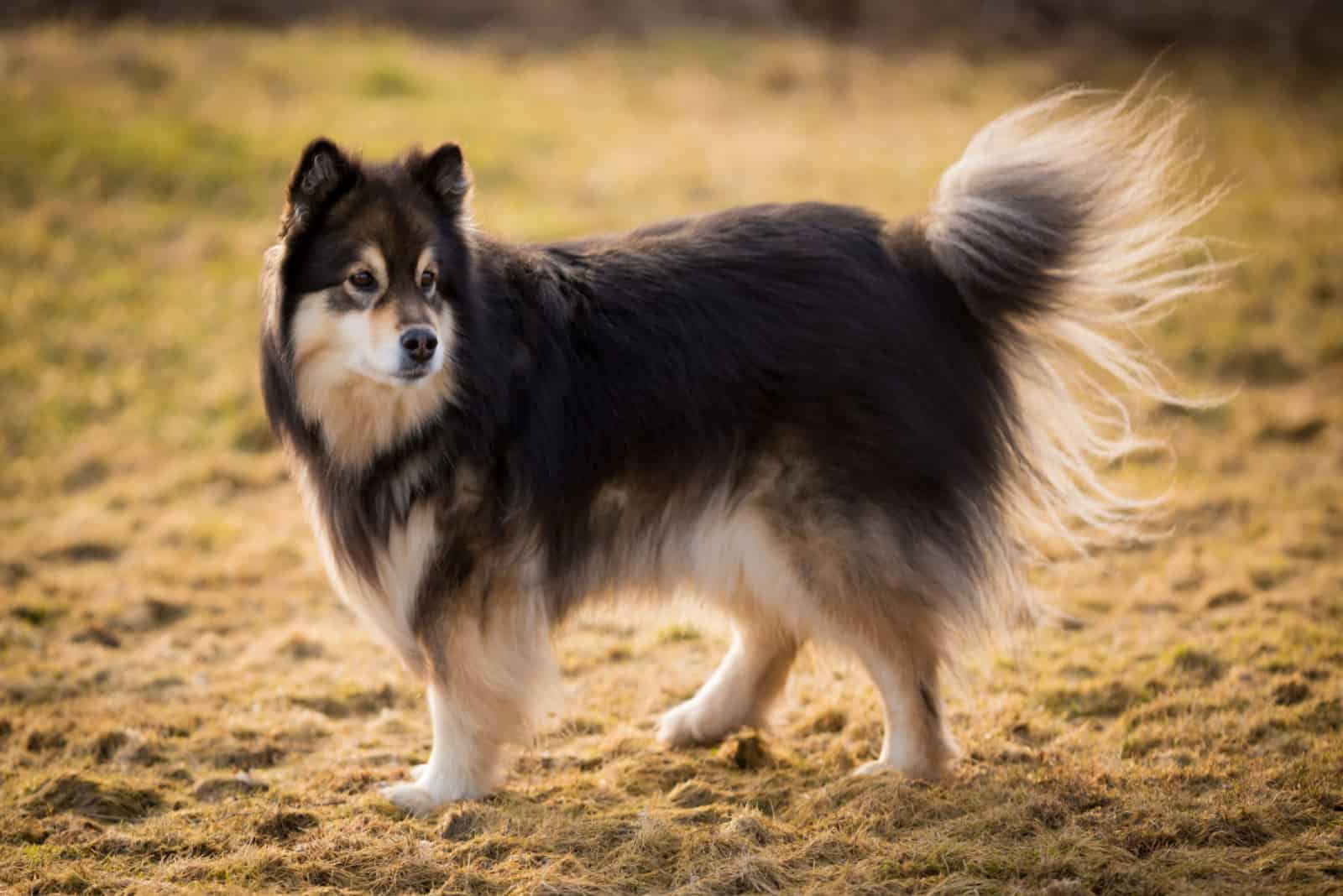 Finnish Lapphund walks in the field