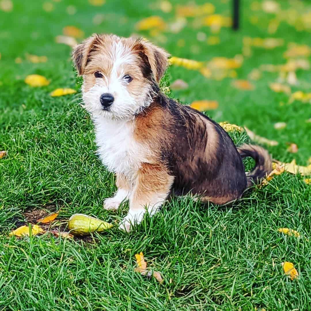 Fo Tzu sitting on green grass