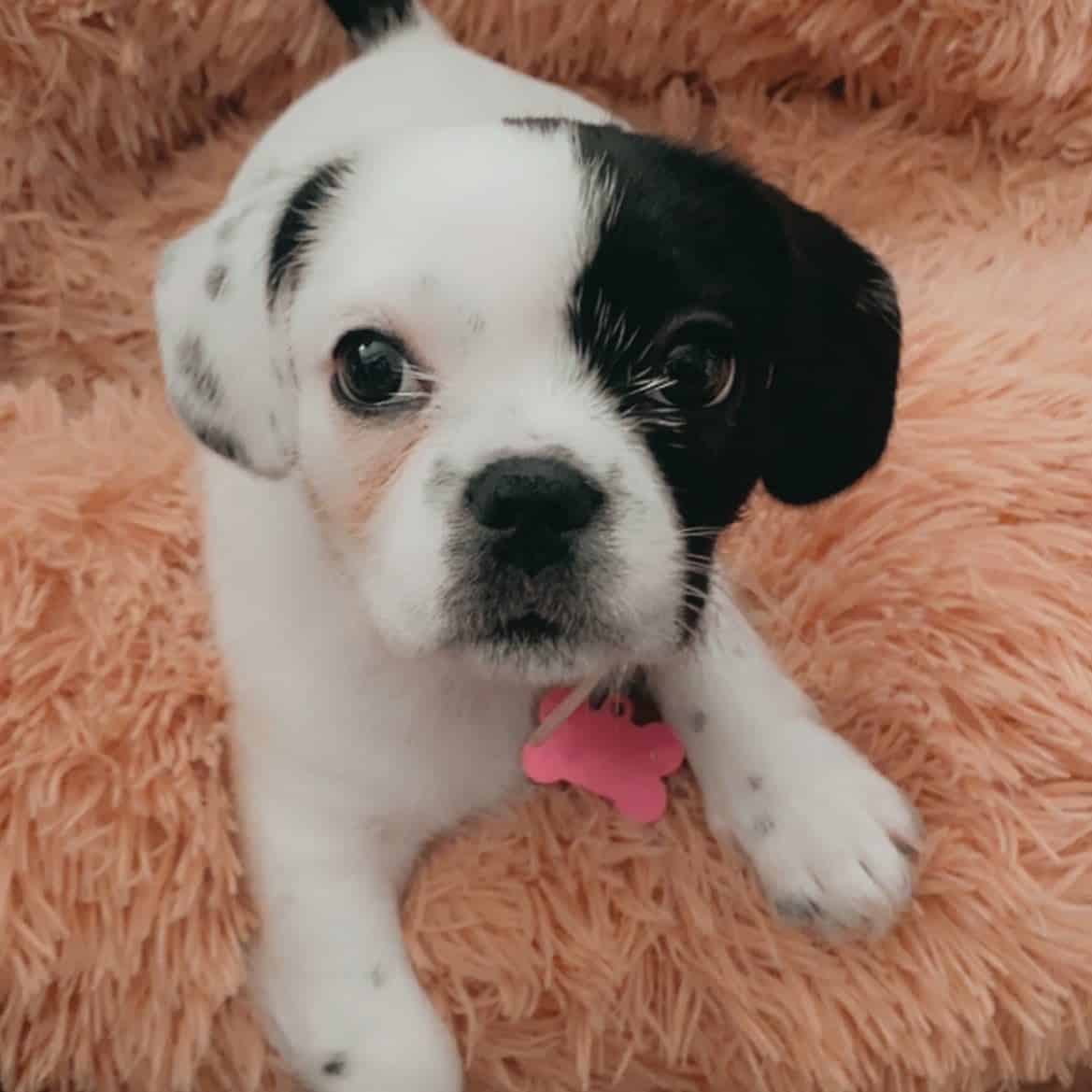 French Bull Tzu puppy