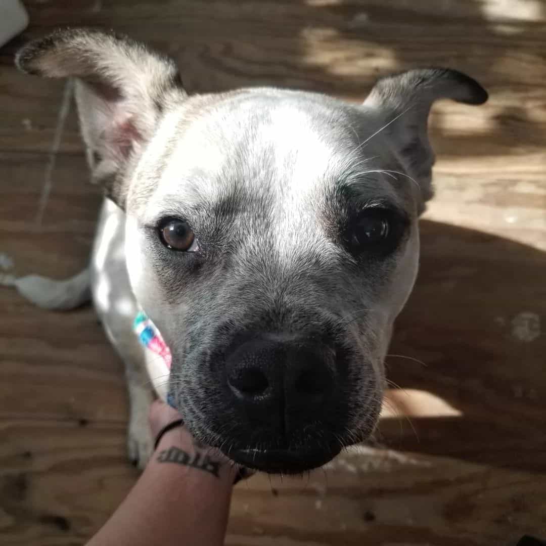 French Bulldog And Blue Heeler Mix