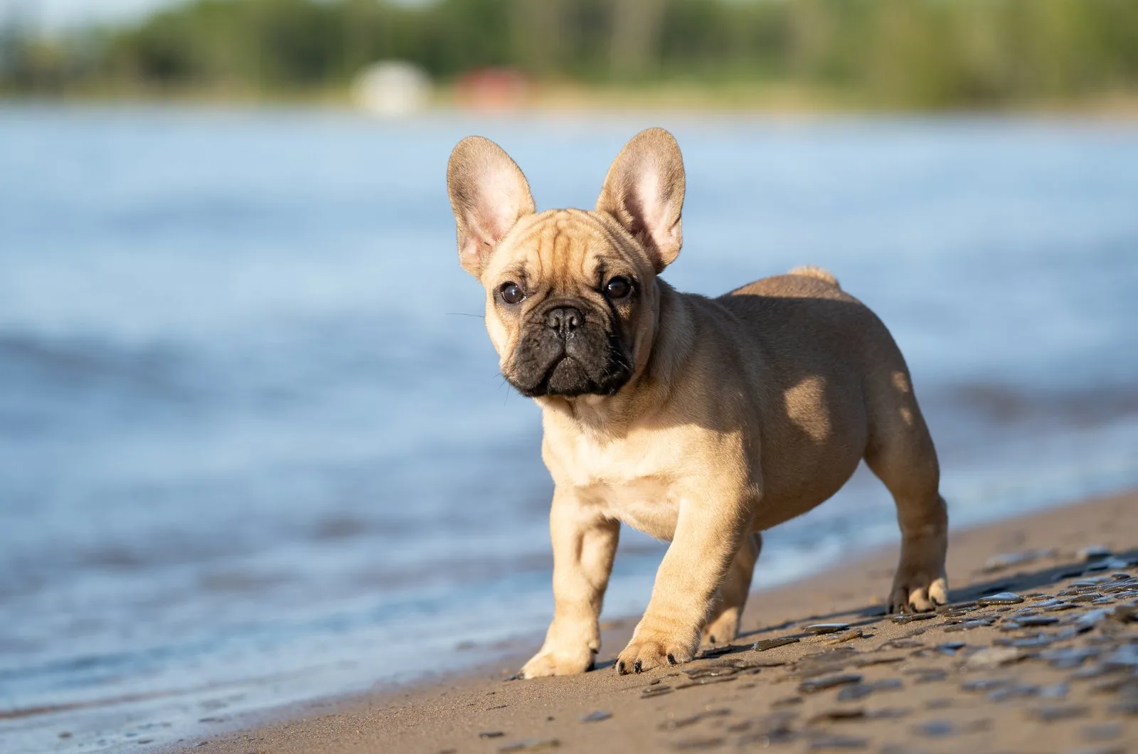 French Bulldog puppy standing on the beach