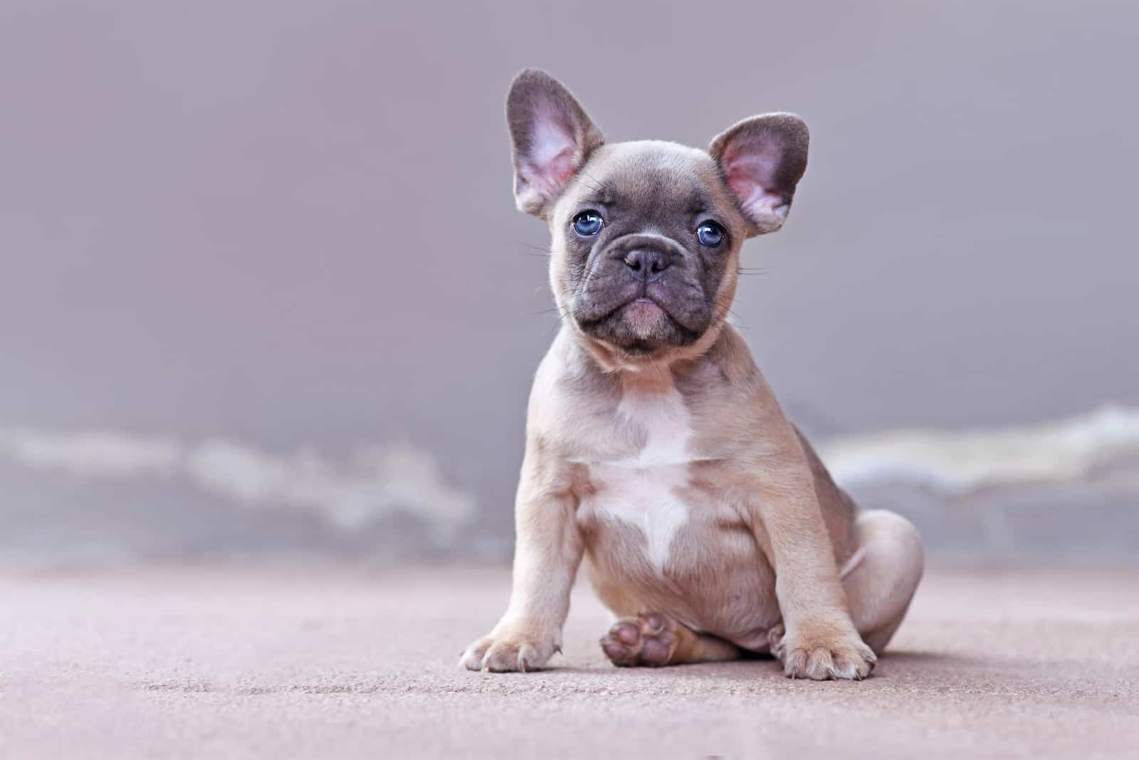 French Bulldog puppy with blue eyes