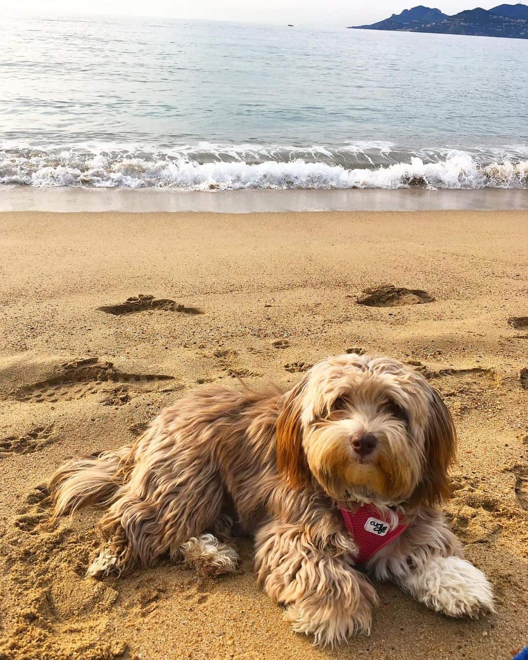 French Havanese lying on the beach