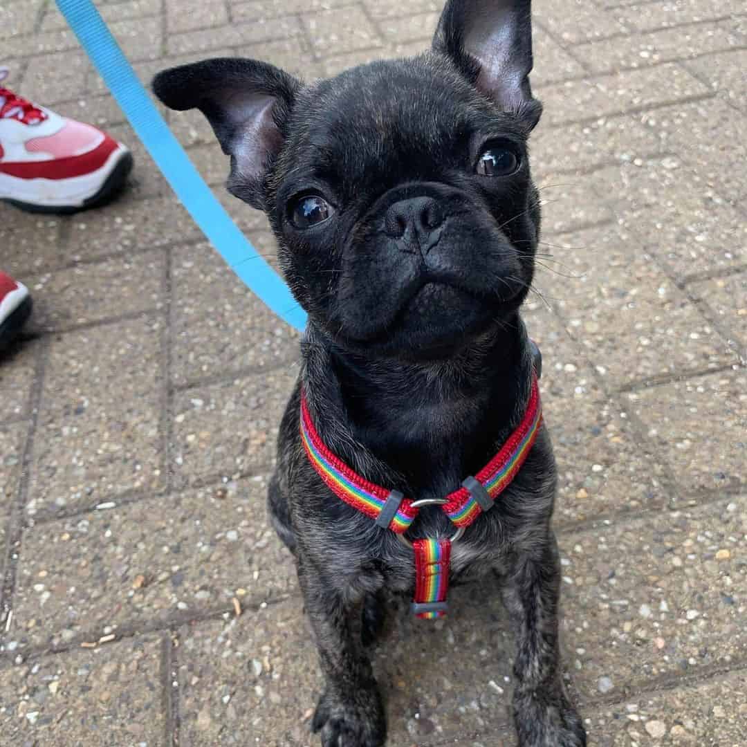 Frug is sitting on the pavement