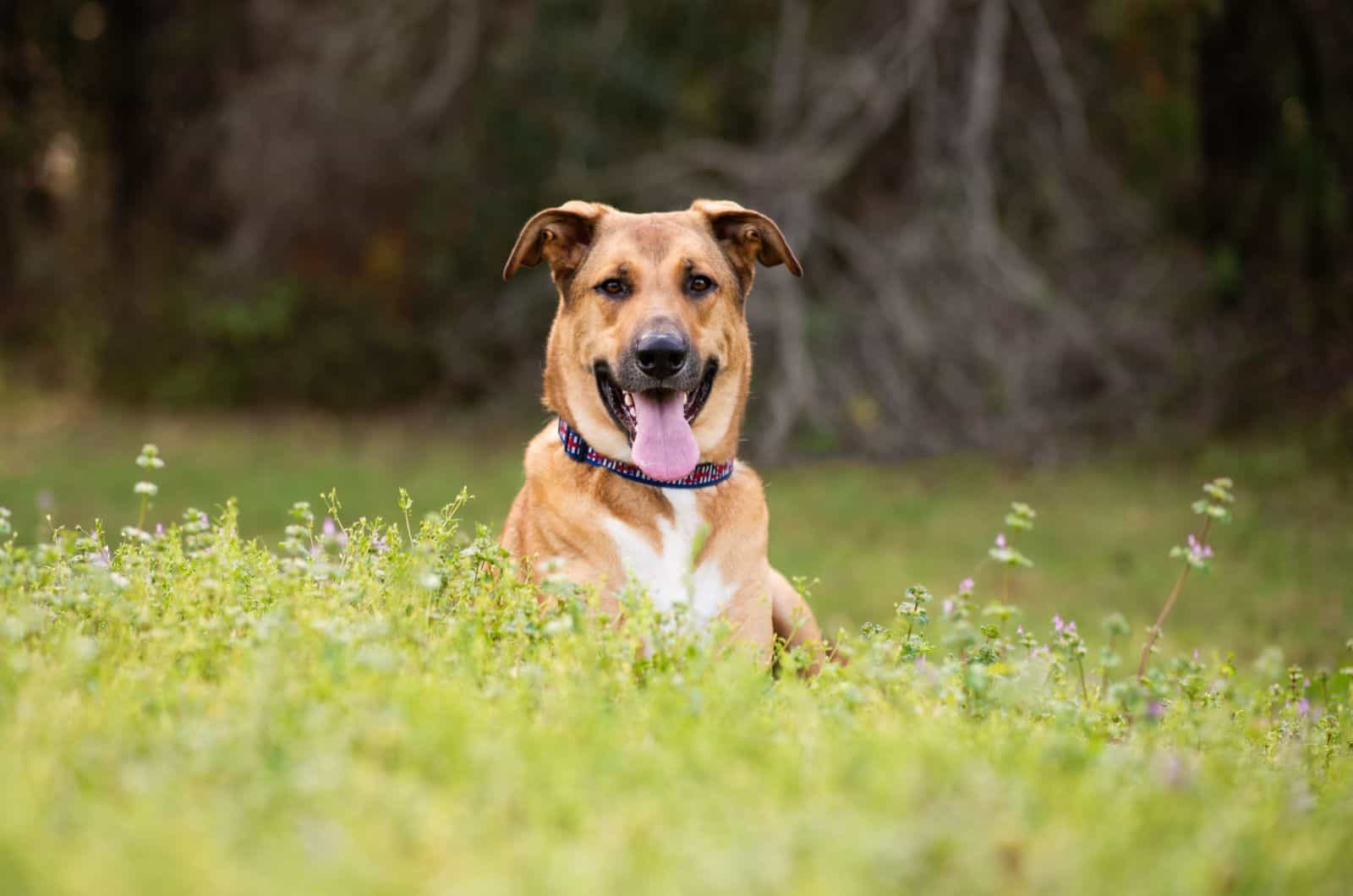 German Anatolian Shepherd in the field