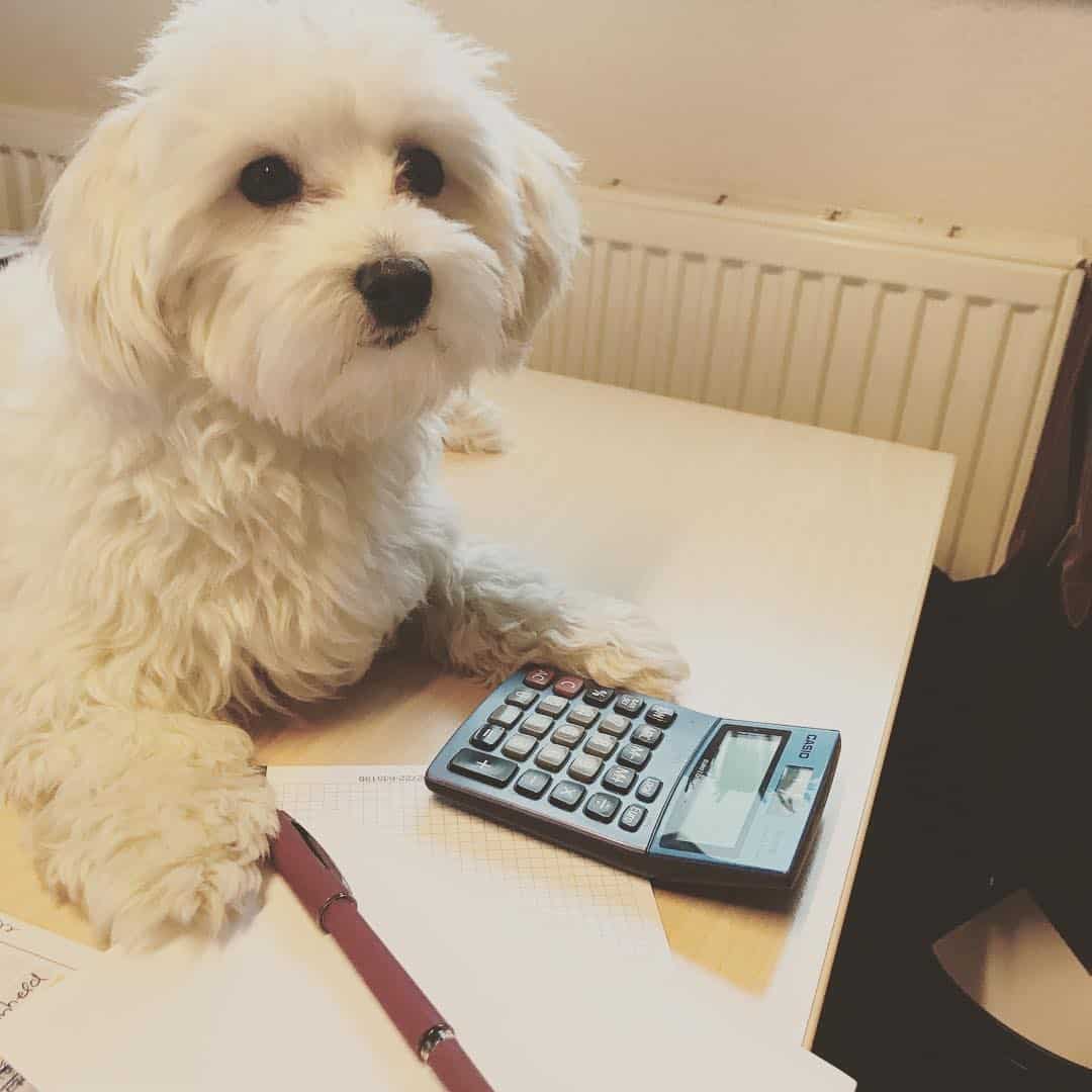 German Havanese sitting on the table