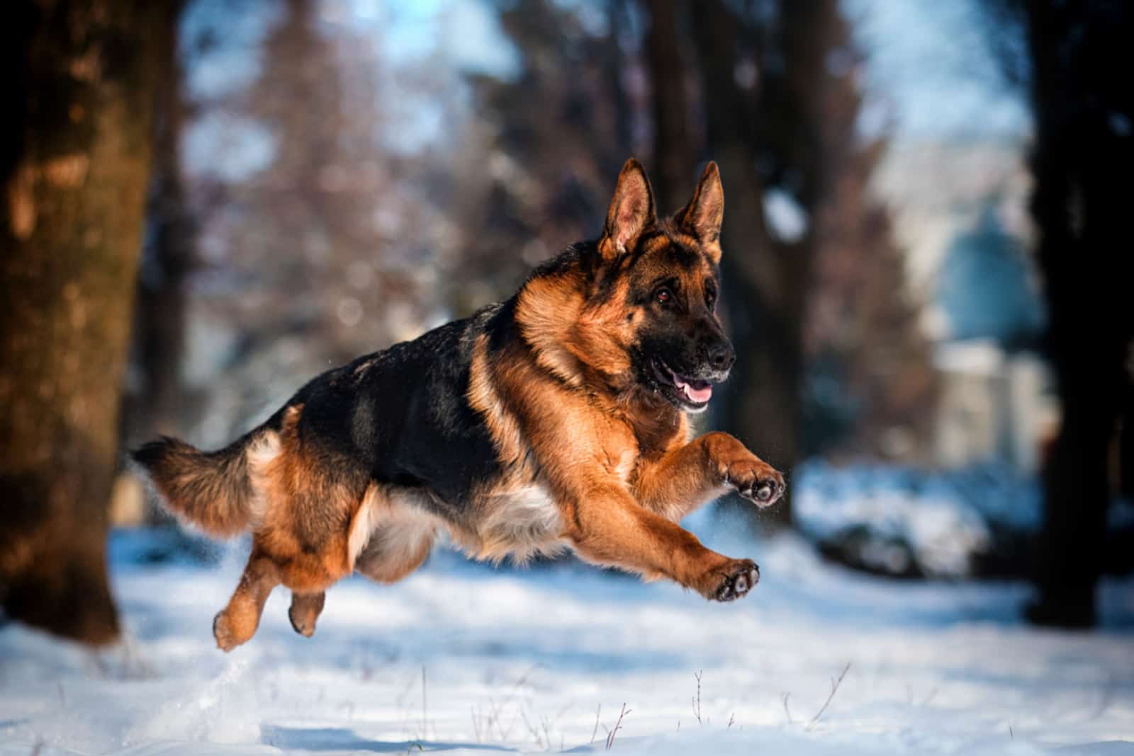 German Shepherd dog running in the snow