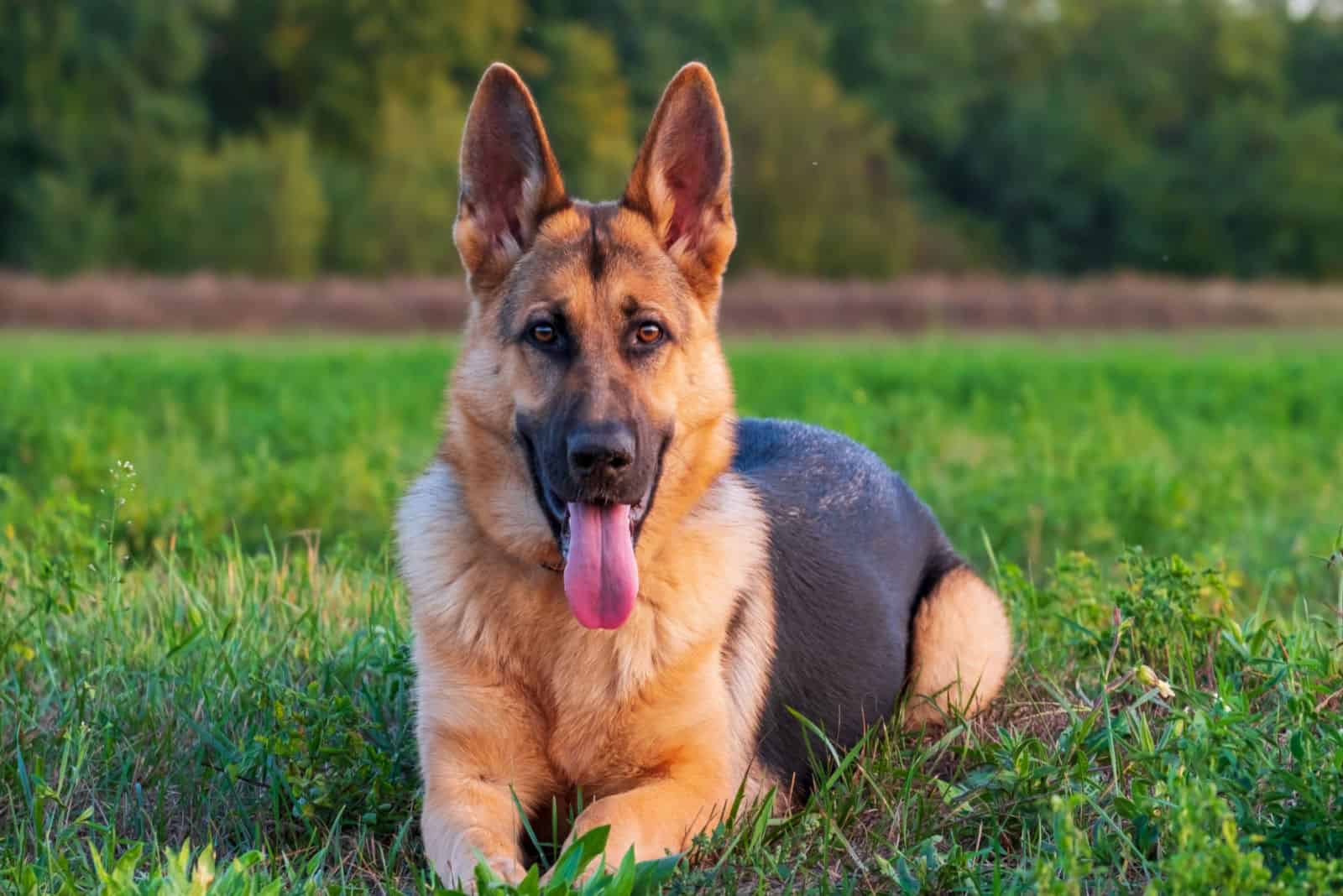 German Shepherd is lying on the grass 