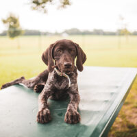 german shorthaired pointer dog