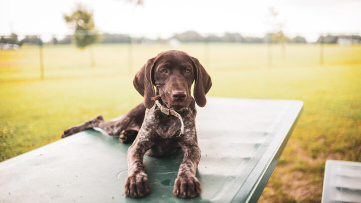 German Shorthaired Pointer Mixes: Meet 15 Smart Dog Breeds