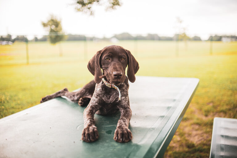 german shorthaired pointer dog