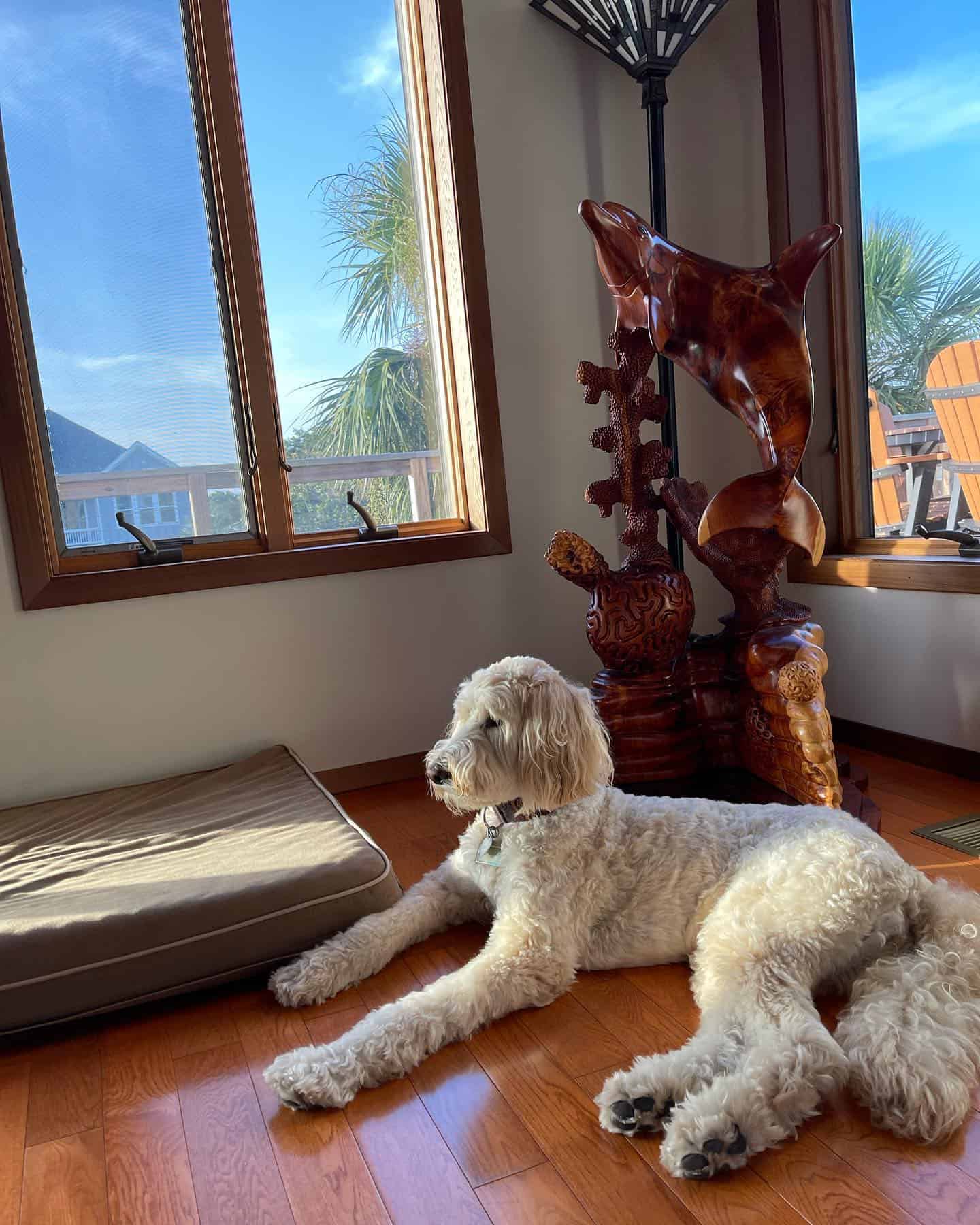 Giant Schnoodle laying at home