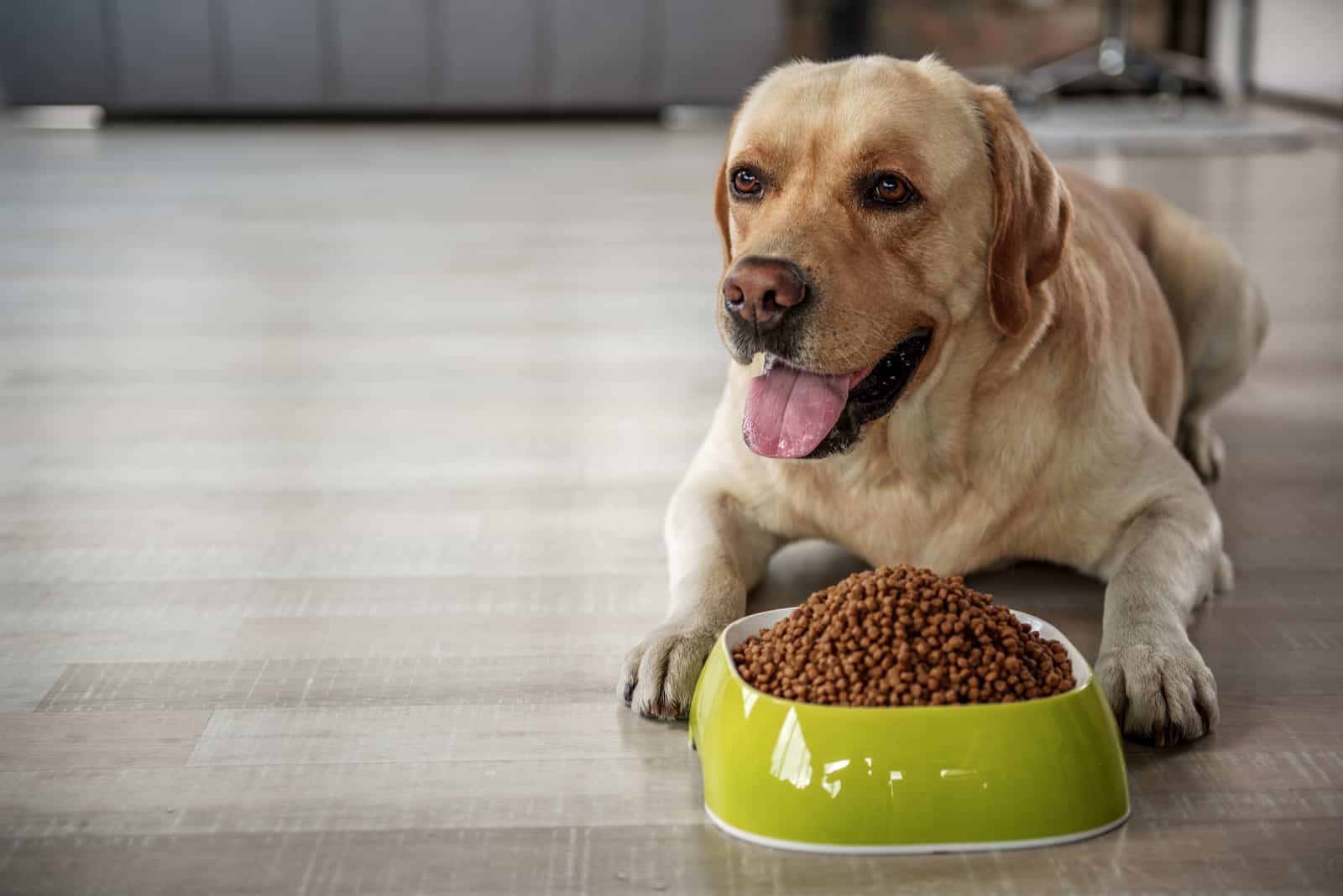 Glad labrador eating food on floor