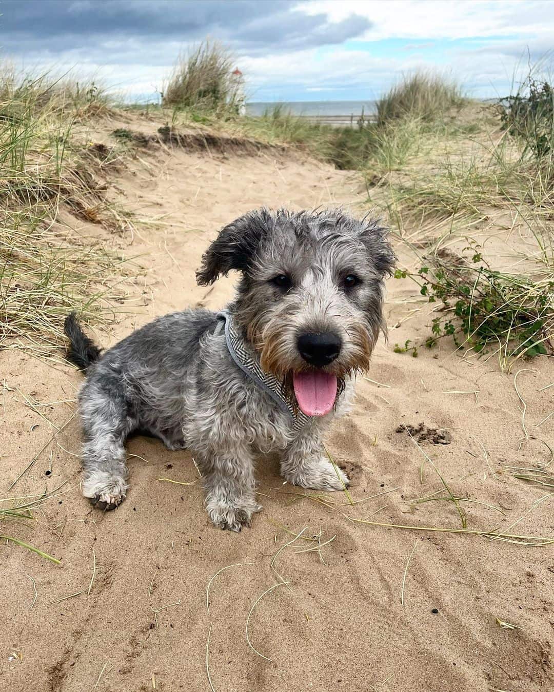 Glen of Imaal Terrier