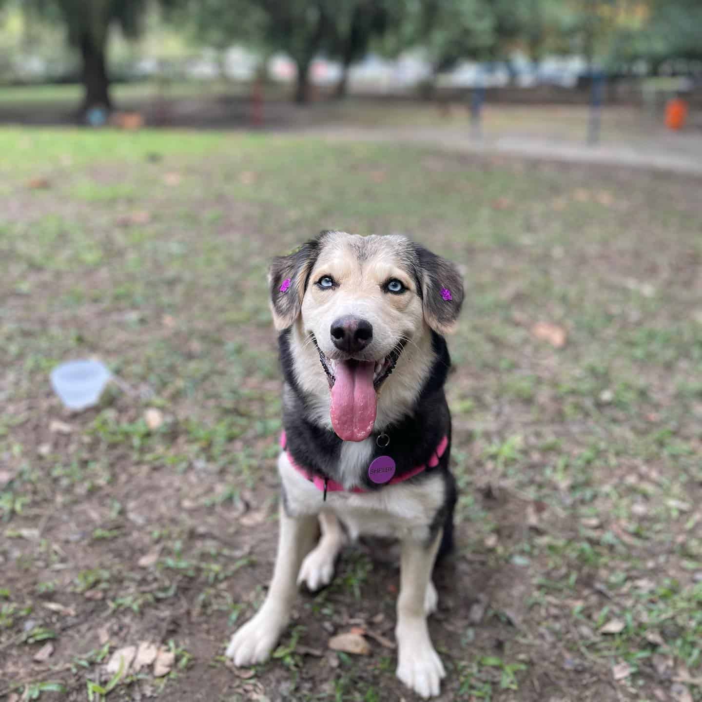 Goberian in the park