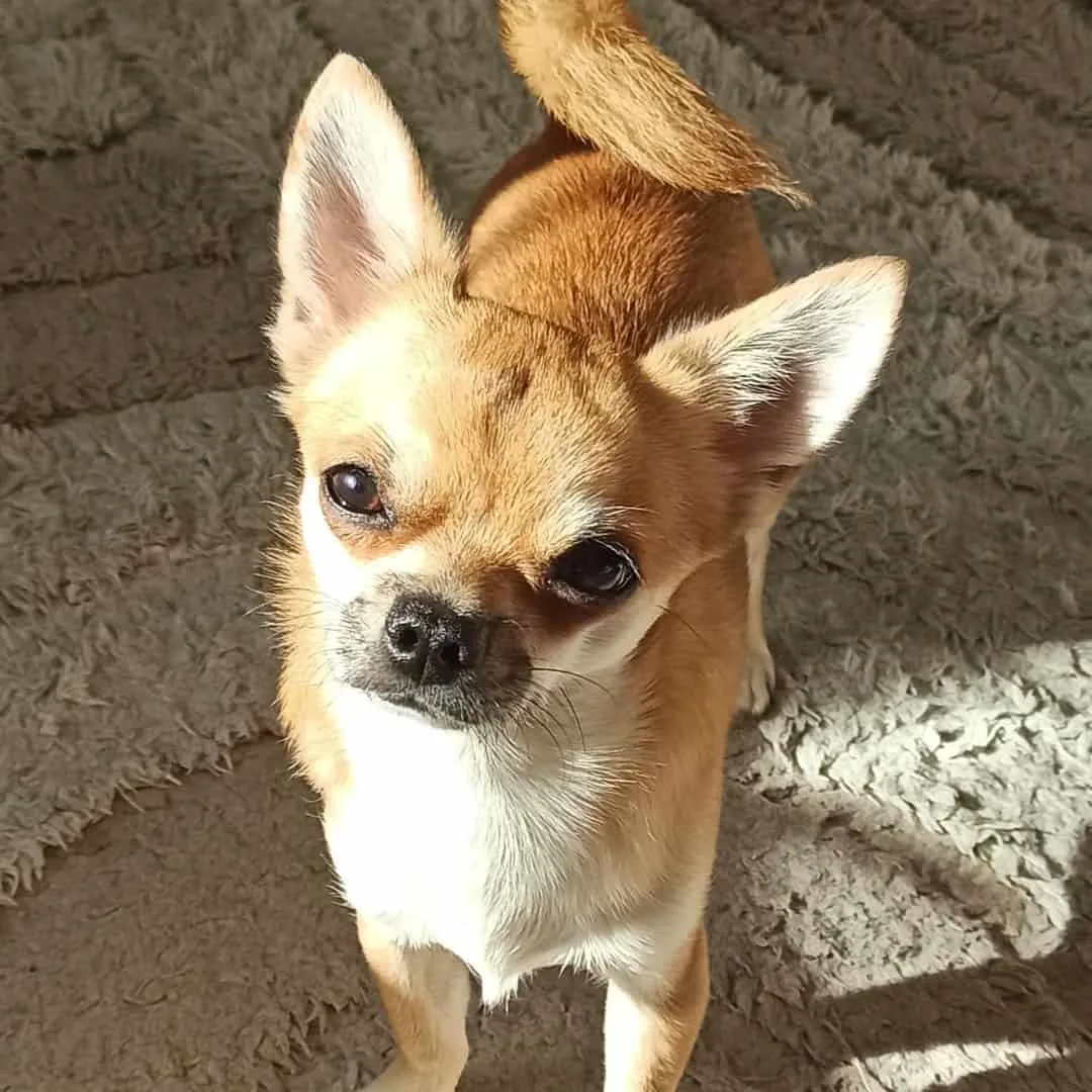 Gold Chihuahua is standing on the carpet and looking at the camera