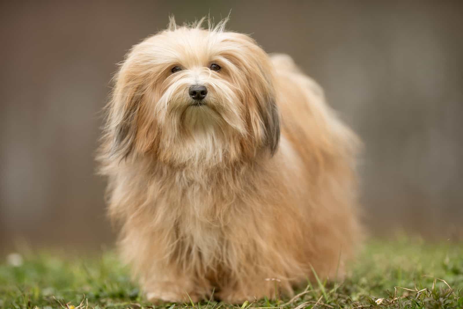 Gold Havanese