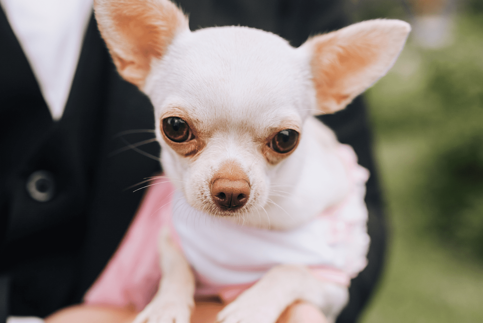 Gold White Chihuahua puppy sitting in owner's hand