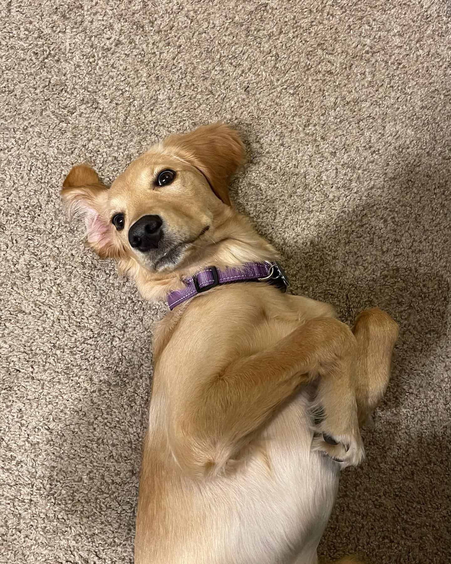 Golden Brittany dog laying on back