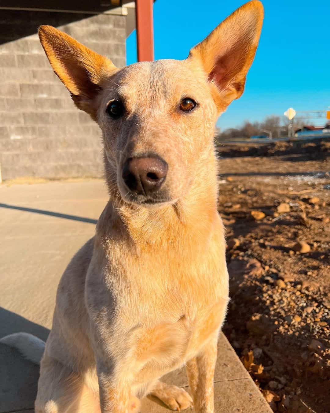 Golden Cattle Dog