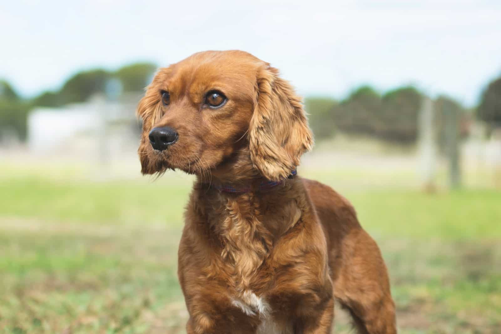 Golden Cavalier